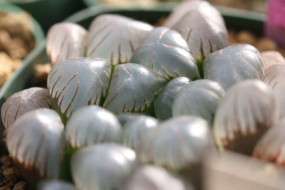 Amazon｜多肉植物 ハオルチア ドドソン紫オブツーサ OB-1 国産